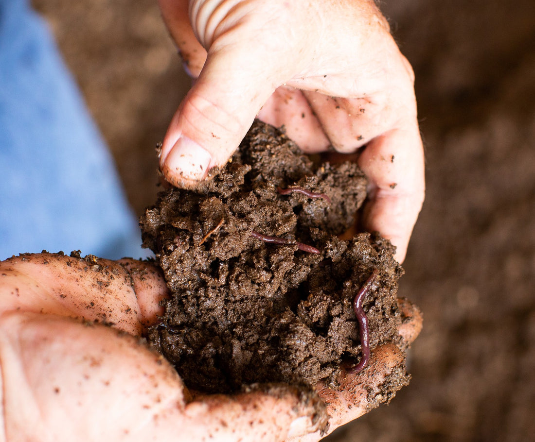 Benefits of Organic Fertilizer in Plant Nurseries