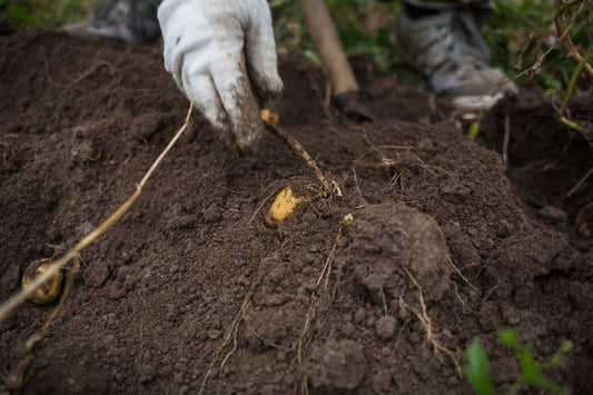 Organic Fertilizers and Chemical Fertilizers in Agriculture