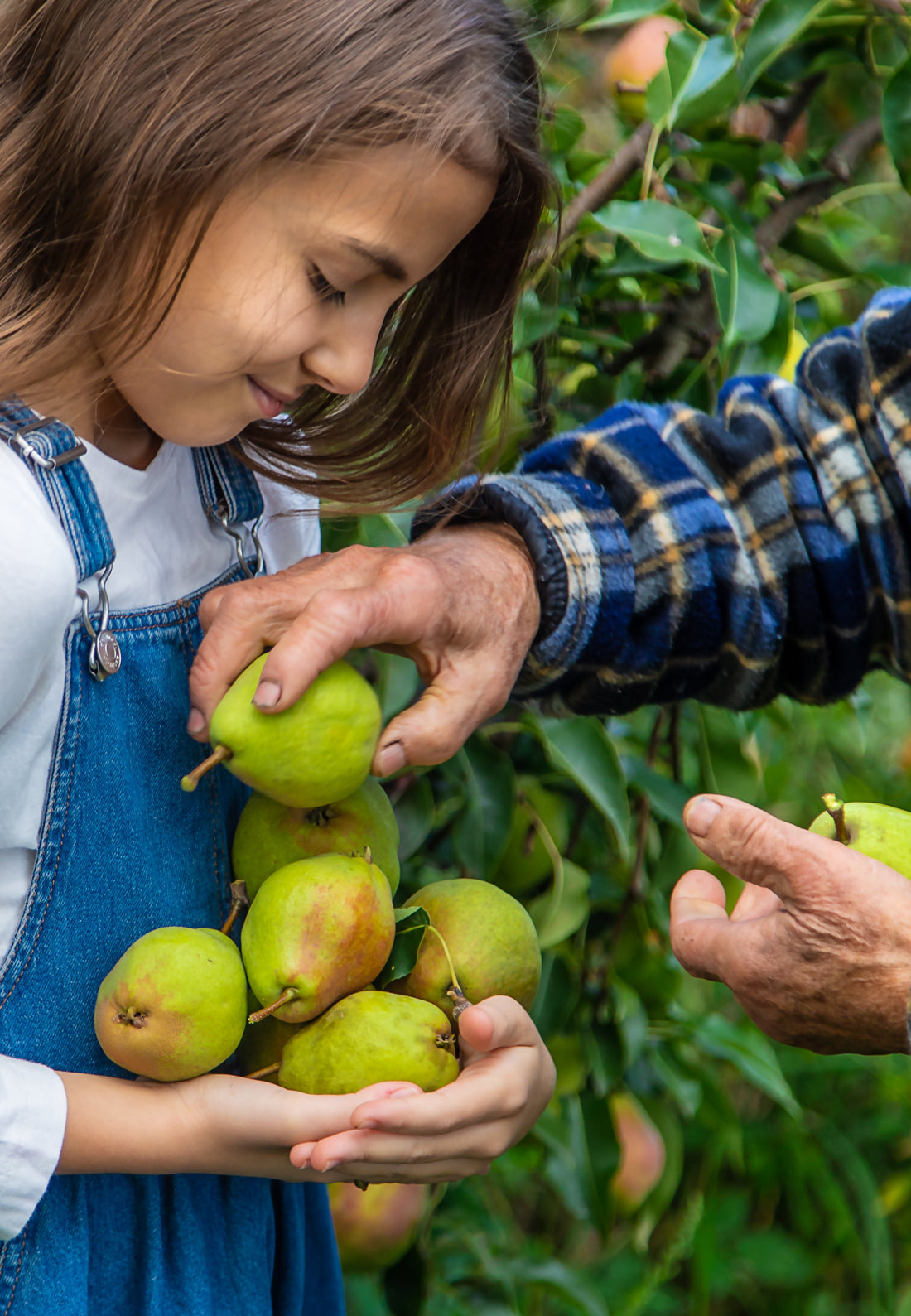 Organic Pear Planting Guide for the United States