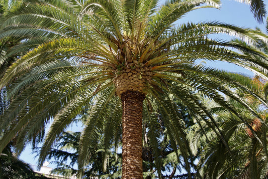 Guide to Planting Ornamental Palm Trees Organically in the United States