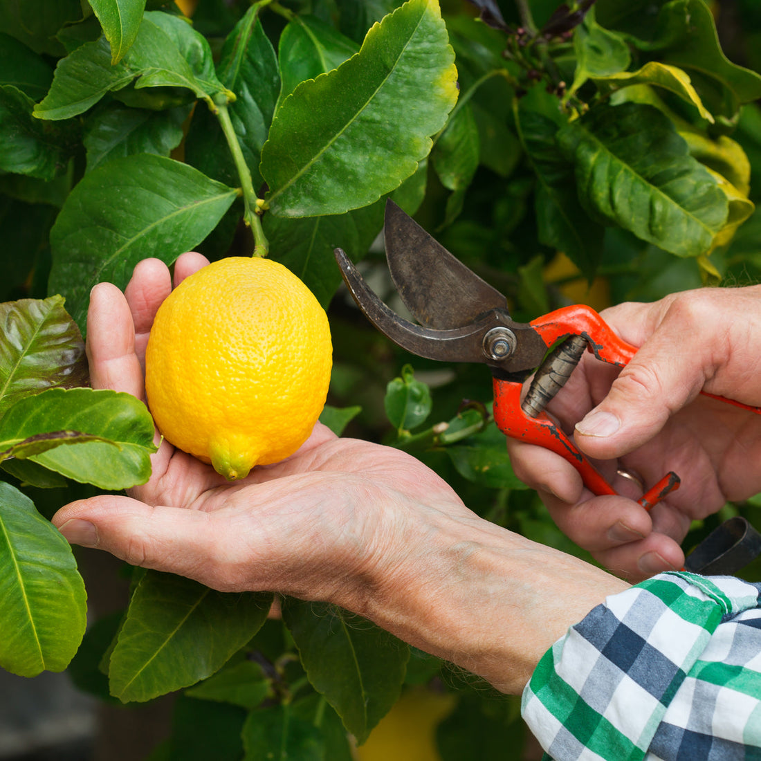 Guide to Planting Lemon Trees using organic fertilizer