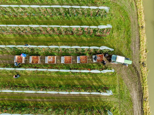 A Comprehensive Guide to Planting Apples Organically in the United States