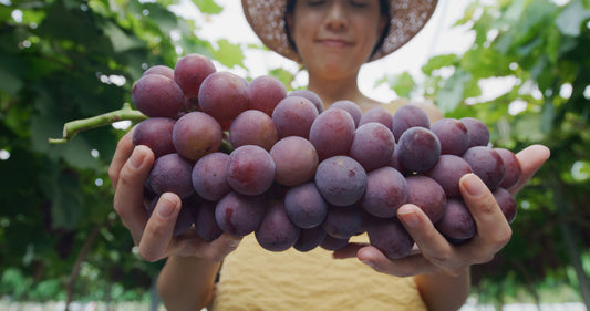 Guide to Organic Grape Cultivation in the United States